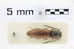 Foto (Dorsalansicht) von Athous warchalowskii (NHMW-ZOO-COL-0008541)